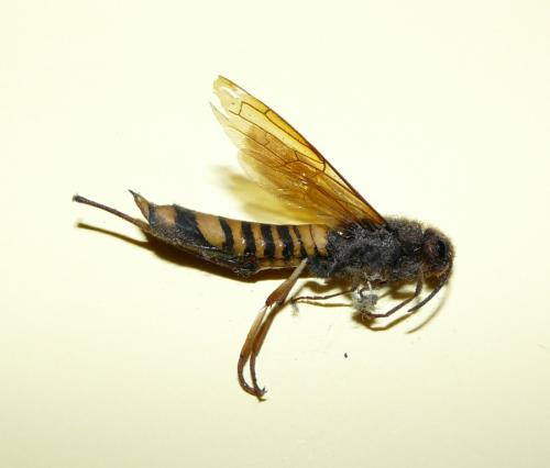 Tremex fuscicornis
